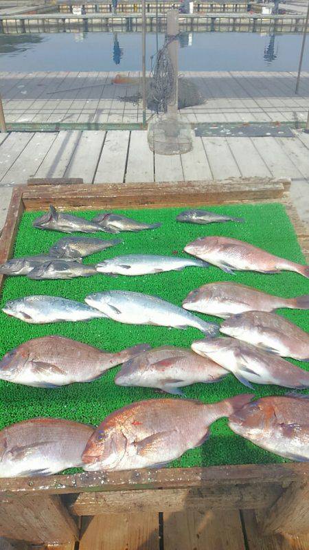 海の釣堀 海恵 釣果