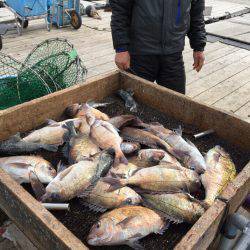 海の釣堀 海恵 釣果