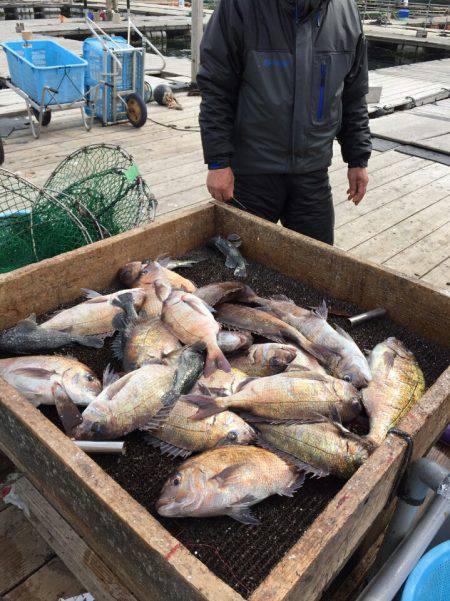 海の釣堀 海恵 釣果