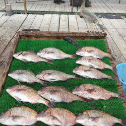 海の釣堀 海恵 釣果