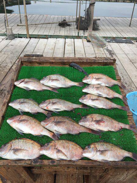 海の釣堀 海恵 釣果