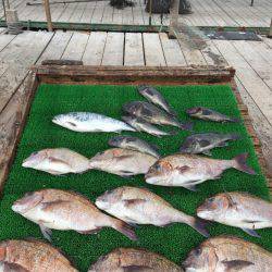 海の釣堀 海恵 釣果