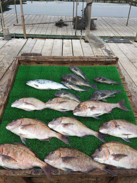 海の釣堀 海恵 釣果