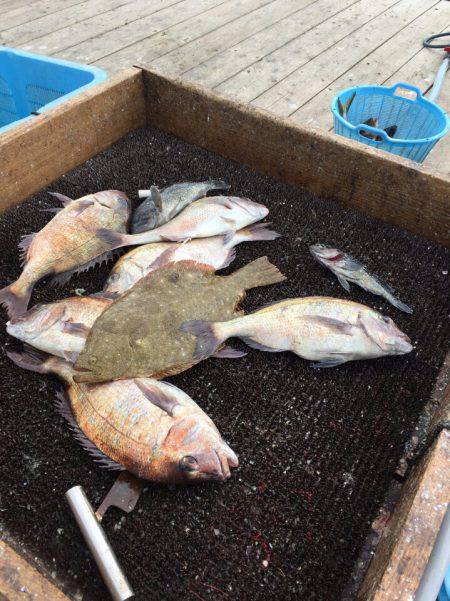 海の釣堀 海恵 釣果