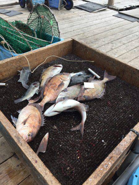 海の釣堀 海恵 釣果