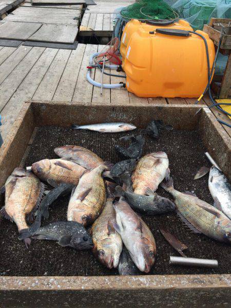 海の釣堀 海恵 釣果