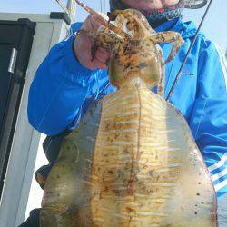 シースナイパー海龍 釣果