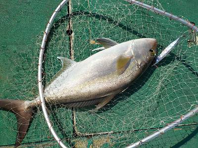 明日丸 釣果