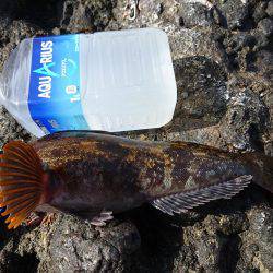 越前ショアジギングで根魚