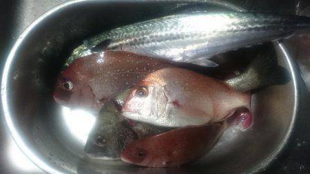 鯛釣り