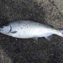 今だけの釣り。