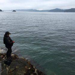 湯浅カルモ島で歳なしチヌ