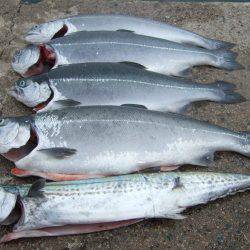 今だけの釣り。