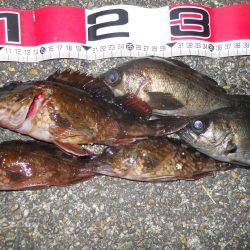 夕方～エビ撒き釣りでガシラ、メバル