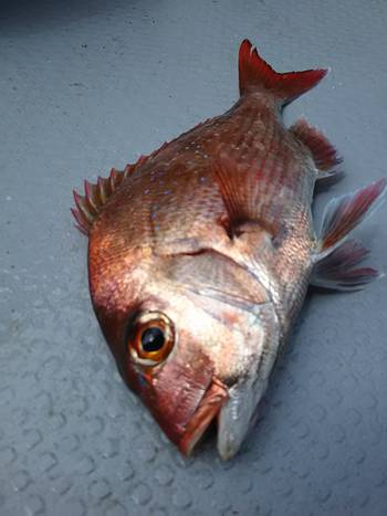 黒ひげ 釣果