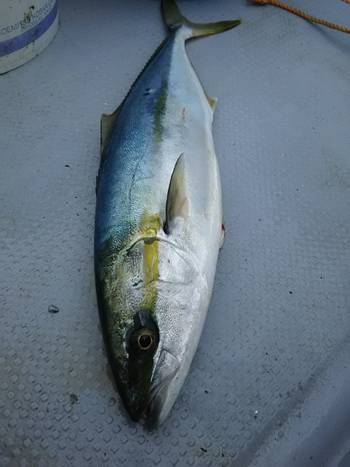 黒ひげ 釣果