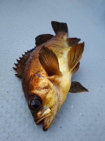 黒ひげ 釣果