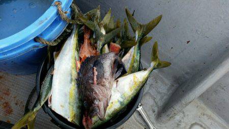 つれ鷹丸 釣果