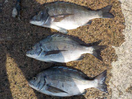 千鳥丸 釣果