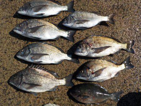 千鳥丸 釣果