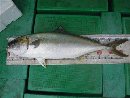 海宝丸　島根 釣果