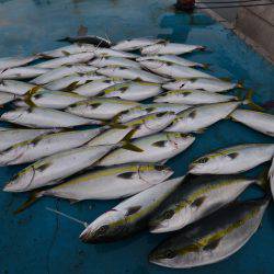 アジアマリンサービス 釣果