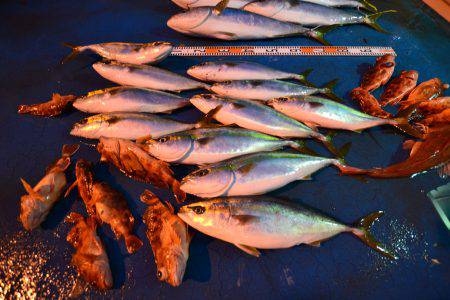 アジアマリンサービス 釣果