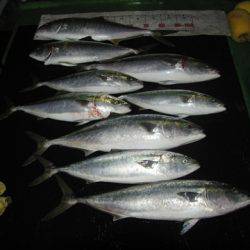 海宝丸　島根 釣果