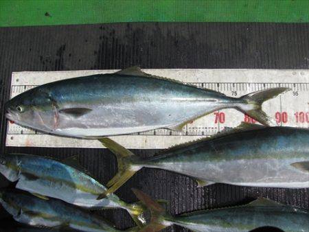 海宝丸　島根 釣果