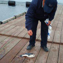 淡路じゃのひれフィッシングパーク 釣果