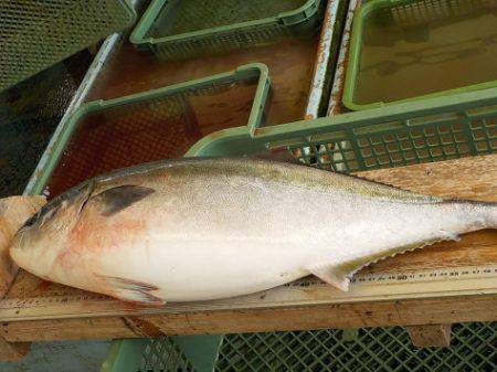 淡路じゃのひれフィッシングパーク 釣果