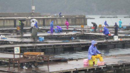 淡路じゃのひれフィッシングパーク 釣果