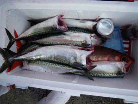 小海途 釣果