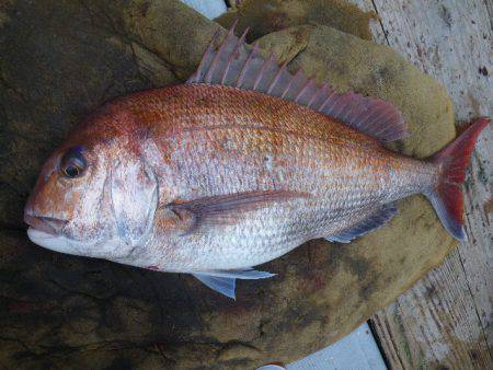 小海途 釣果