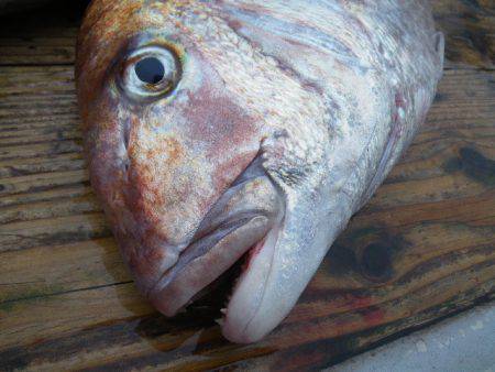 小海途 釣果