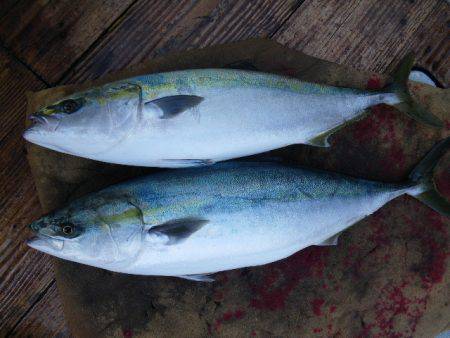 小海途 釣果