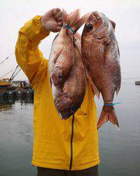 魚英 釣果