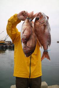 魚英 釣果