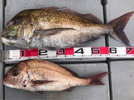 釣鯛洋 釣果