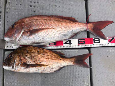 釣鯛洋 釣果