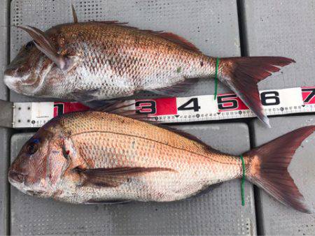 釣鯛洋 釣果