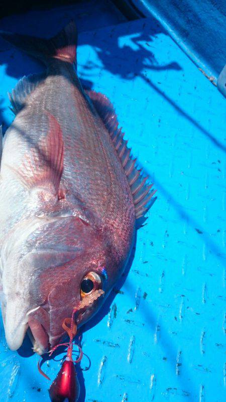 だて丸 釣果