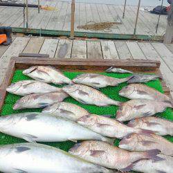 海の釣堀 海恵 釣果