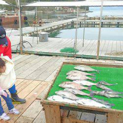 海の釣堀 海恵 釣果