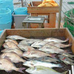 海の釣堀 海恵 釣果