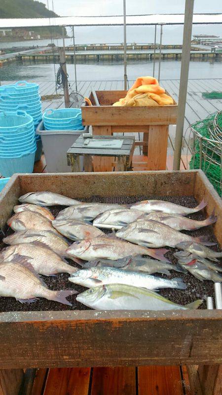 海の釣堀 海恵 釣果