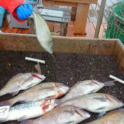 海の釣堀 海恵 釣果