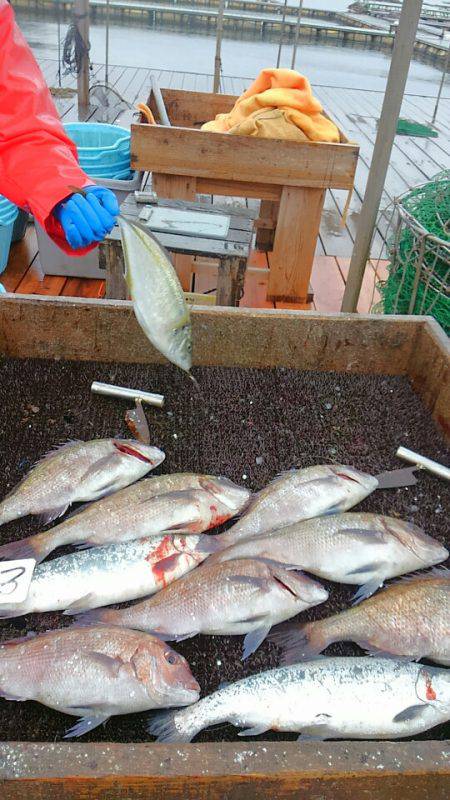 海の釣堀 海恵 釣果