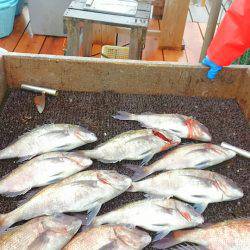 海の釣堀 海恵 釣果