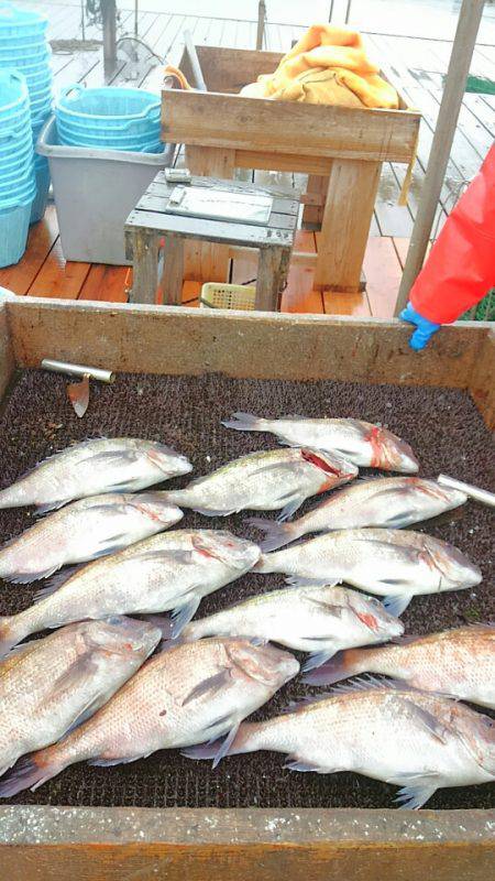 海の釣堀 海恵 釣果